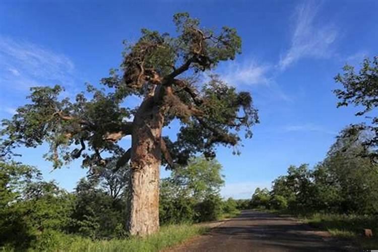 丁火和甲木配吗