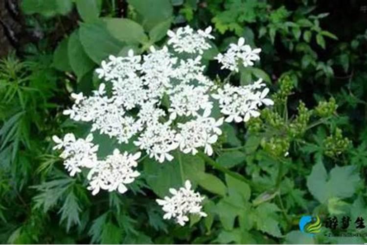 活金条植物作用