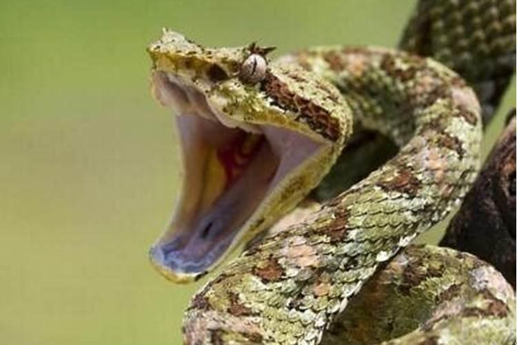 做梦梦见蛇什么预兆女人