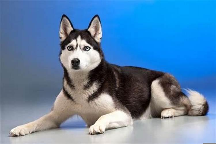 属狗的人脾气暴躁吗