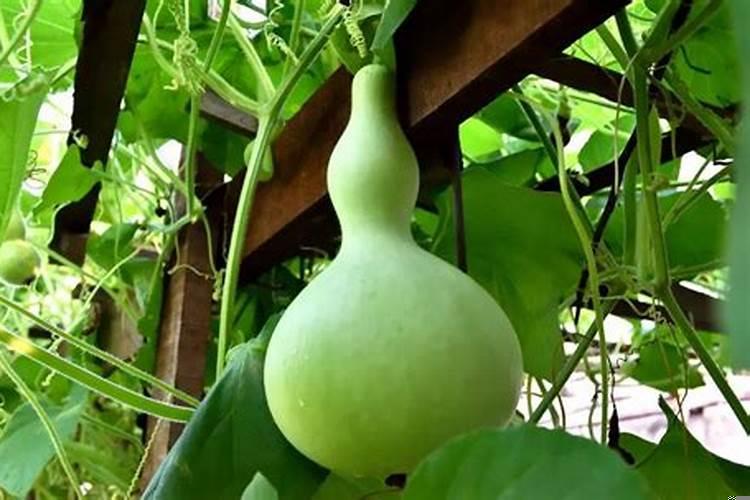 葫芦的四大风水妙用大全