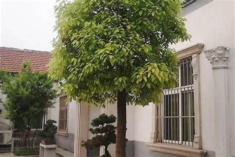 扇子树种哪里比较好