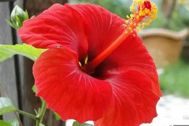 扇子树种哪里比较好