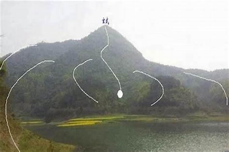 家里院子里一般不能种什么树木