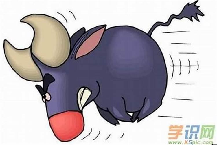 生肖牛的命运如何