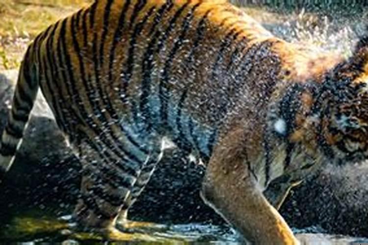 属虎2020年运势及运程男性