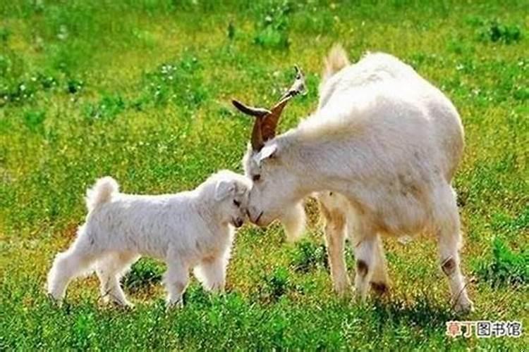 属羊1991年子女状况