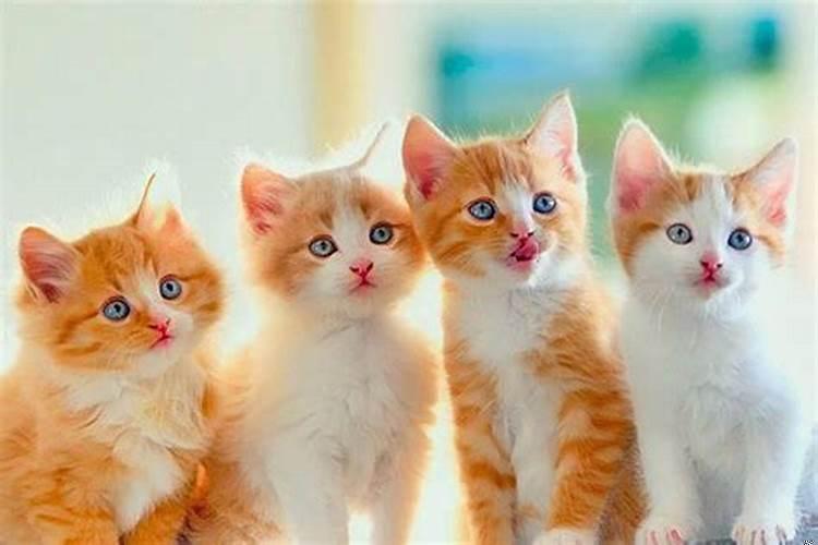 养猫的风水禁忌