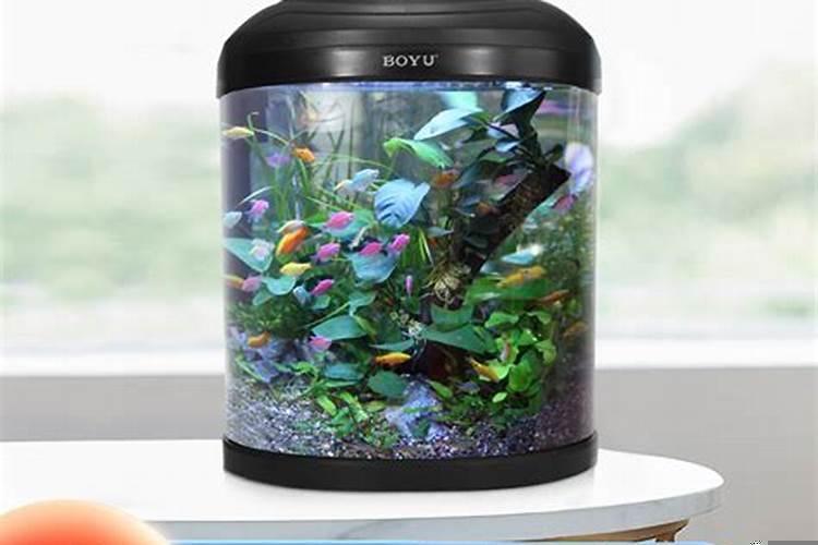 从长方形鱼缸侧面看到的鱼是