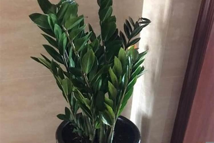 属羊人的旺财植物是什么