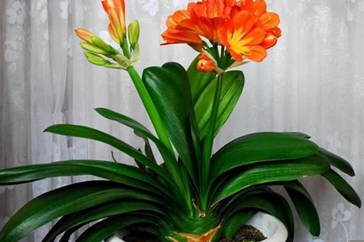 属羊人的旺财植物是什么