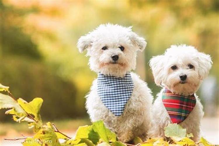 梦见两条小狗很乖