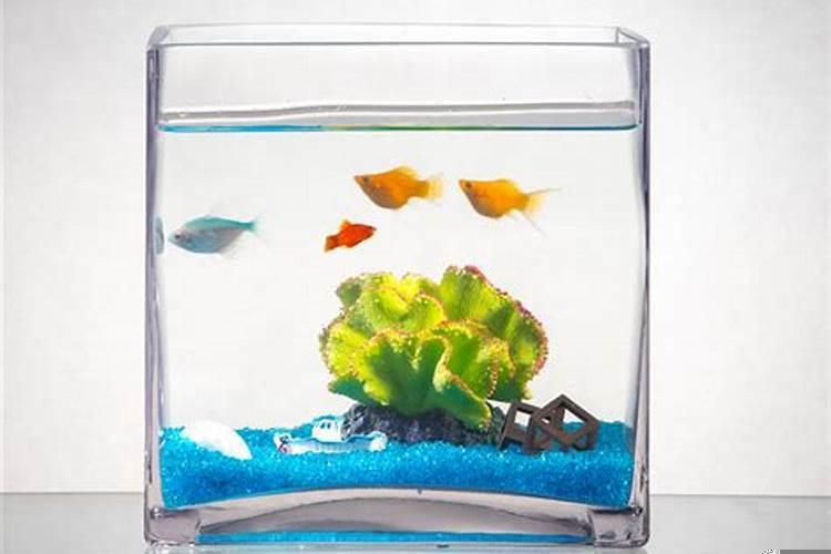 从长方形鱼缸侧面看到的鱼是