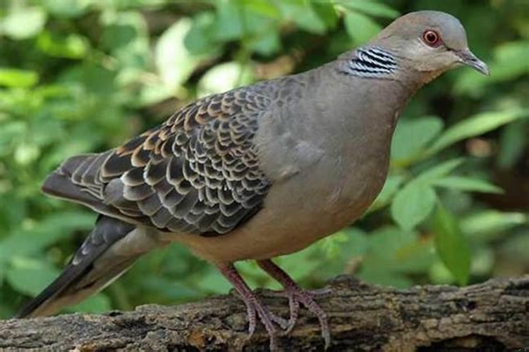 罗盘指南针都是用来指示方向的