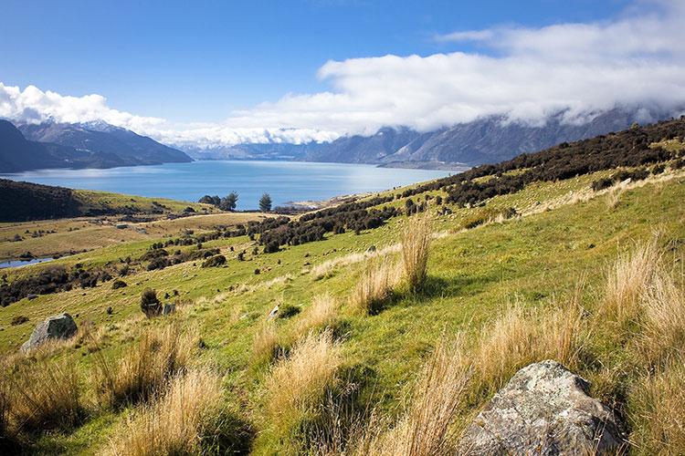 属狗人最怕的人是谁