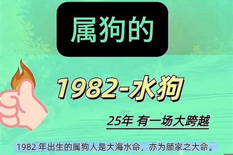1982年12月属狗的命好不好