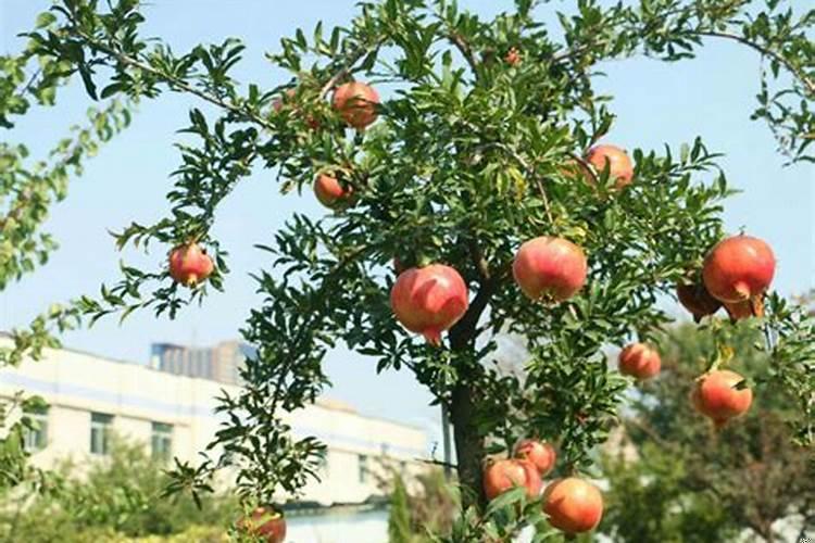 农村9x10米三层自建房