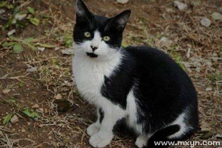 梦见野猫会飞寓意着什么意思