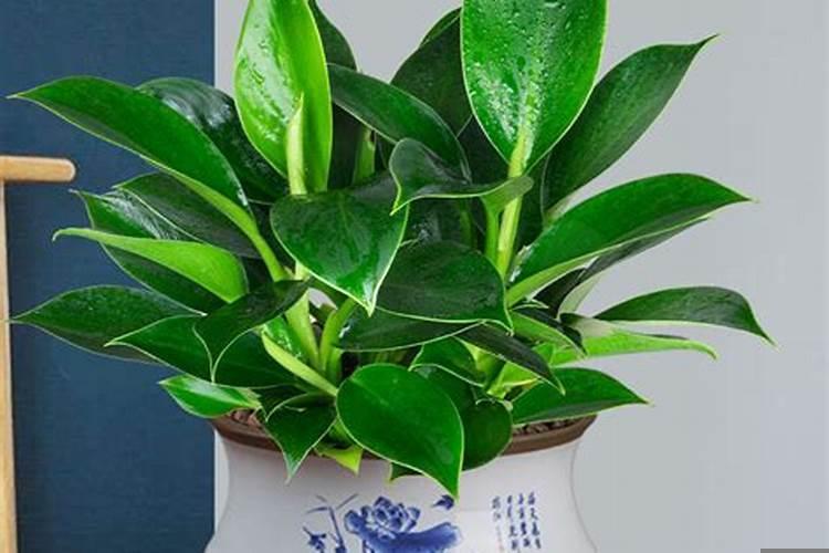 活金条植物作用