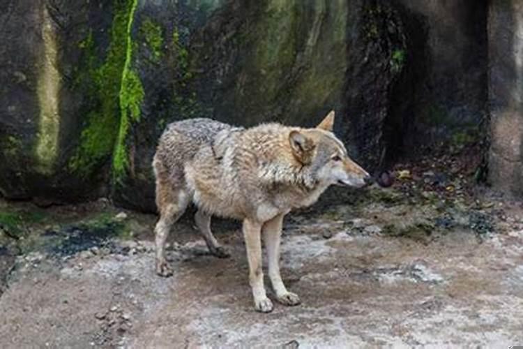 男人梦见狼进屋是什么意思