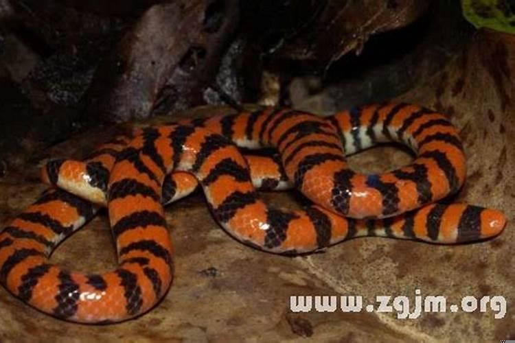 梦见大火烧蛇什么意思，蛇钻到屁股里