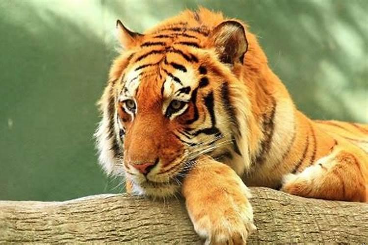 龙和属虎的属相怎么样