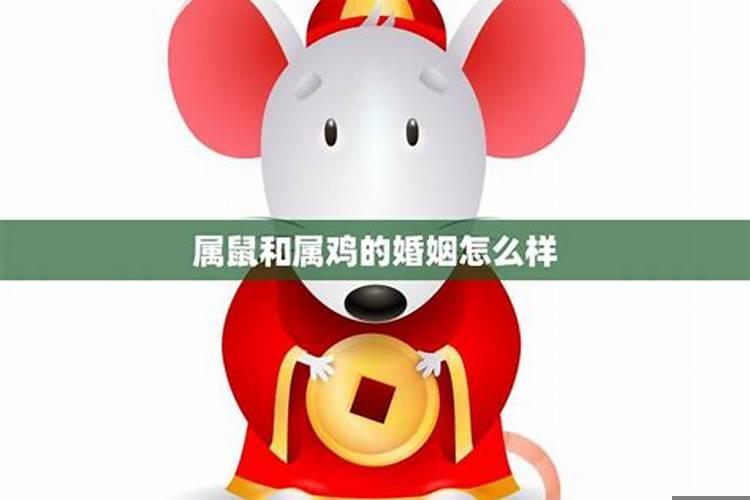 属鼠的人爱情与婚姻相配吗