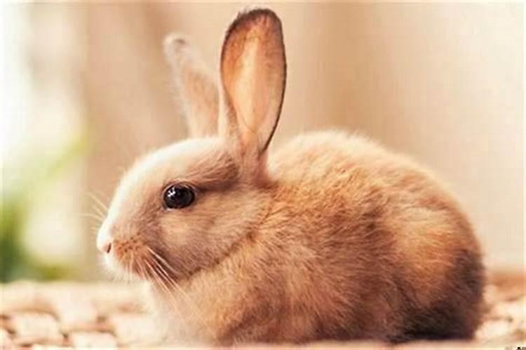 属相鼠和兔婚配好吗