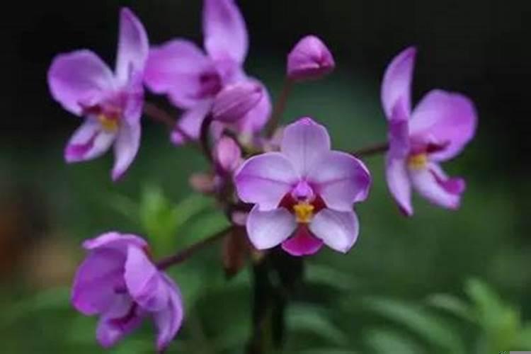 高级天蝎女是什么样