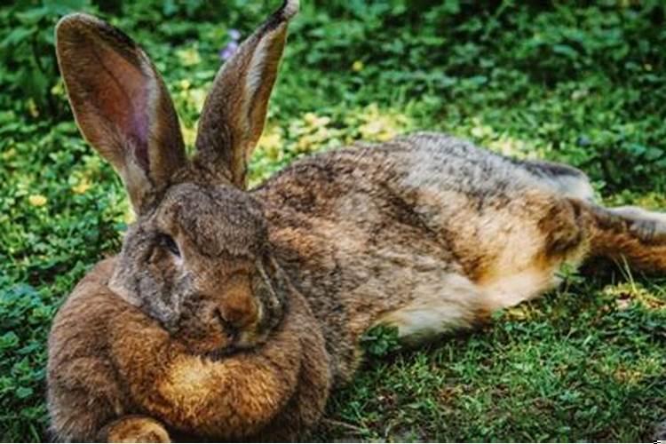 2022年属蛇下半年要出大事