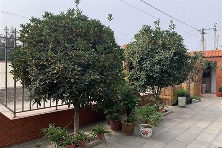 家里院子里一般不能种什么树木