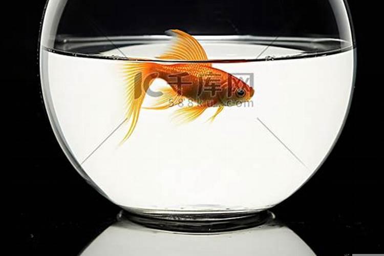 梦到鱼缸里有一条鱼