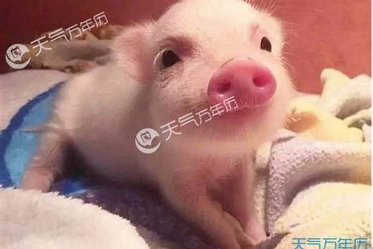 属猪女几月生富贵命