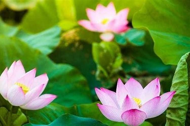 哪种花寓意着考试顺利