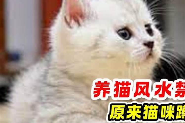 养猫的风水禁忌