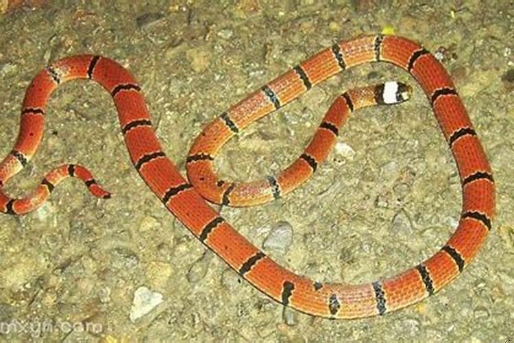 女人梦见蛇追自己是什么预兆