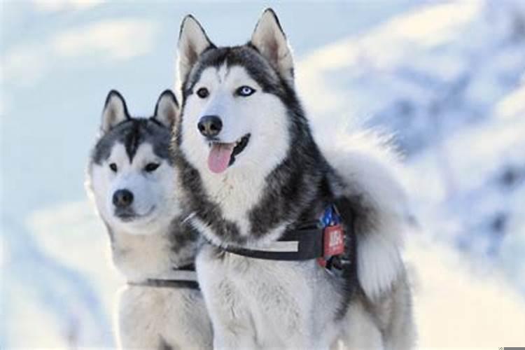 属狗的人脾气暴躁吗