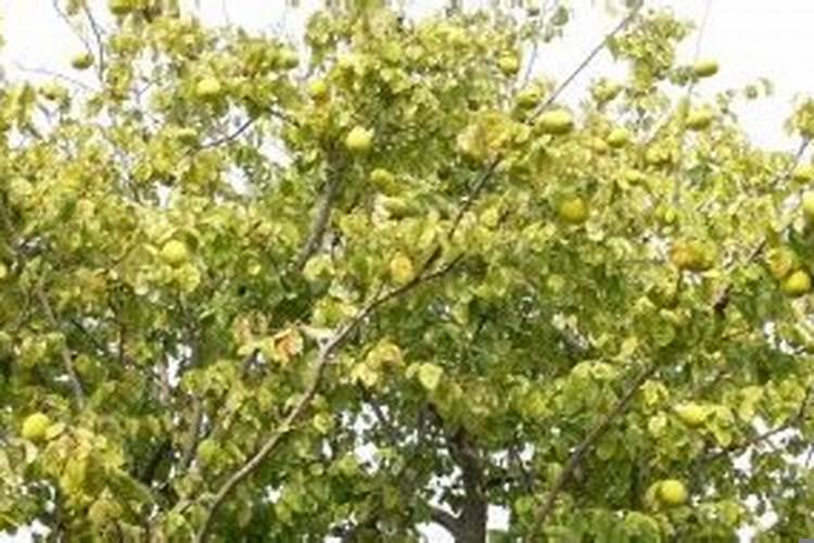 家里院子里一般不能种什么树木