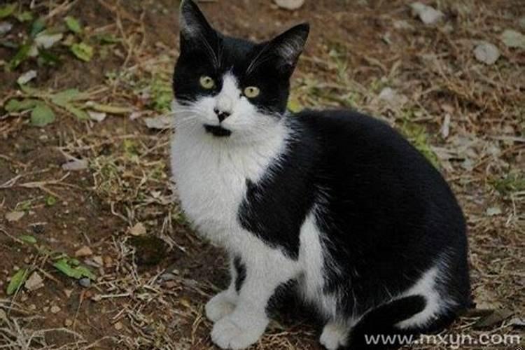 梦见野猫会飞寓意着什么意思