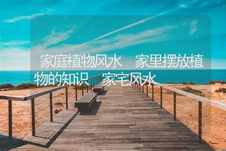 如何利用风水学摆放家居植物