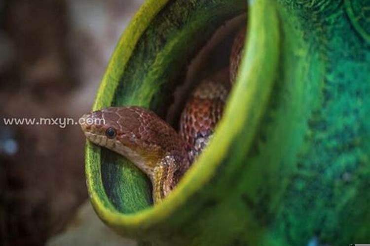 梦到家里有蛇洞好多蛇