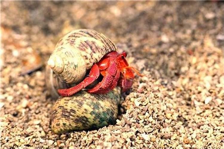 梦见前夫有了孩子我周公解梦