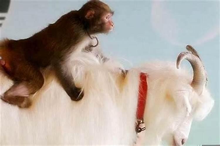 猴和猴婚配怎么样