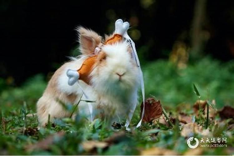 本命年不能穿白色