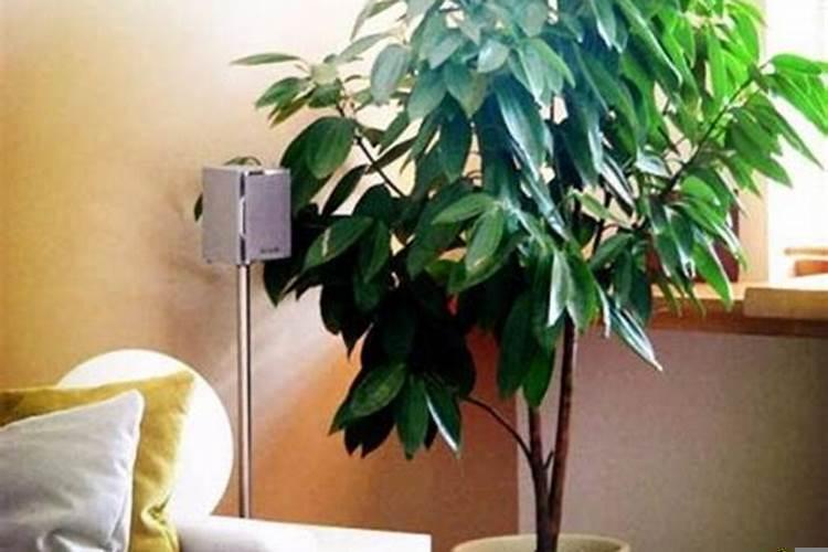 火命人家中摆放什么生财