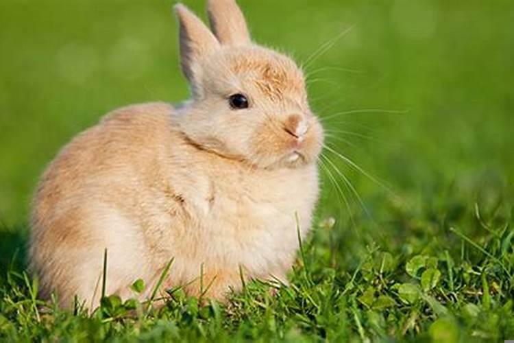 兔和鸡相冲吗怎么化解