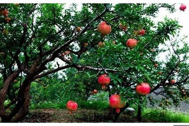 女沙中土命和男石榴木命合不合