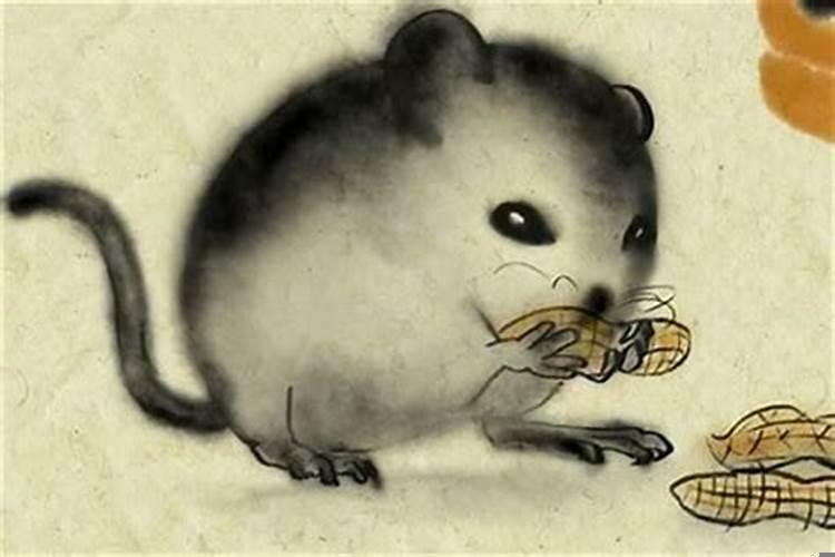 1984年生的属鼠的是什么命