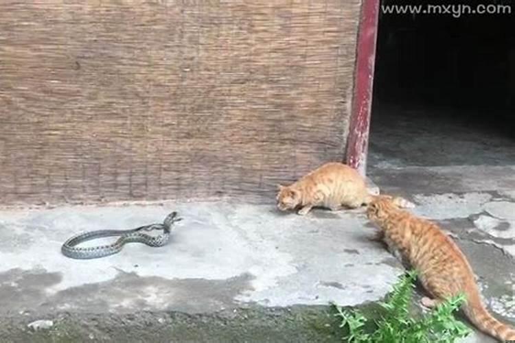 梦见有蛇进屋被赶走