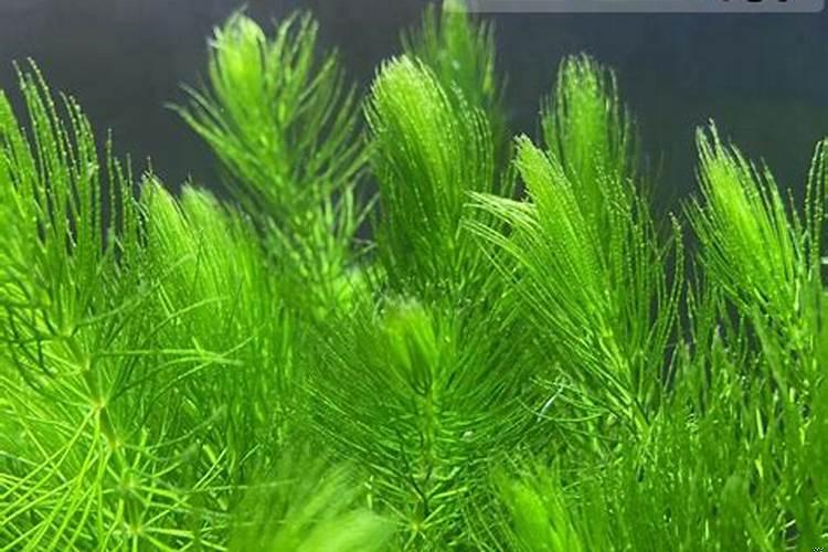 鱼缸放什么植物可以净化水